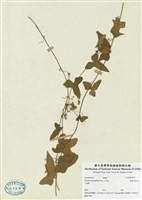 藏品(變葉馬皎兒)的圖片